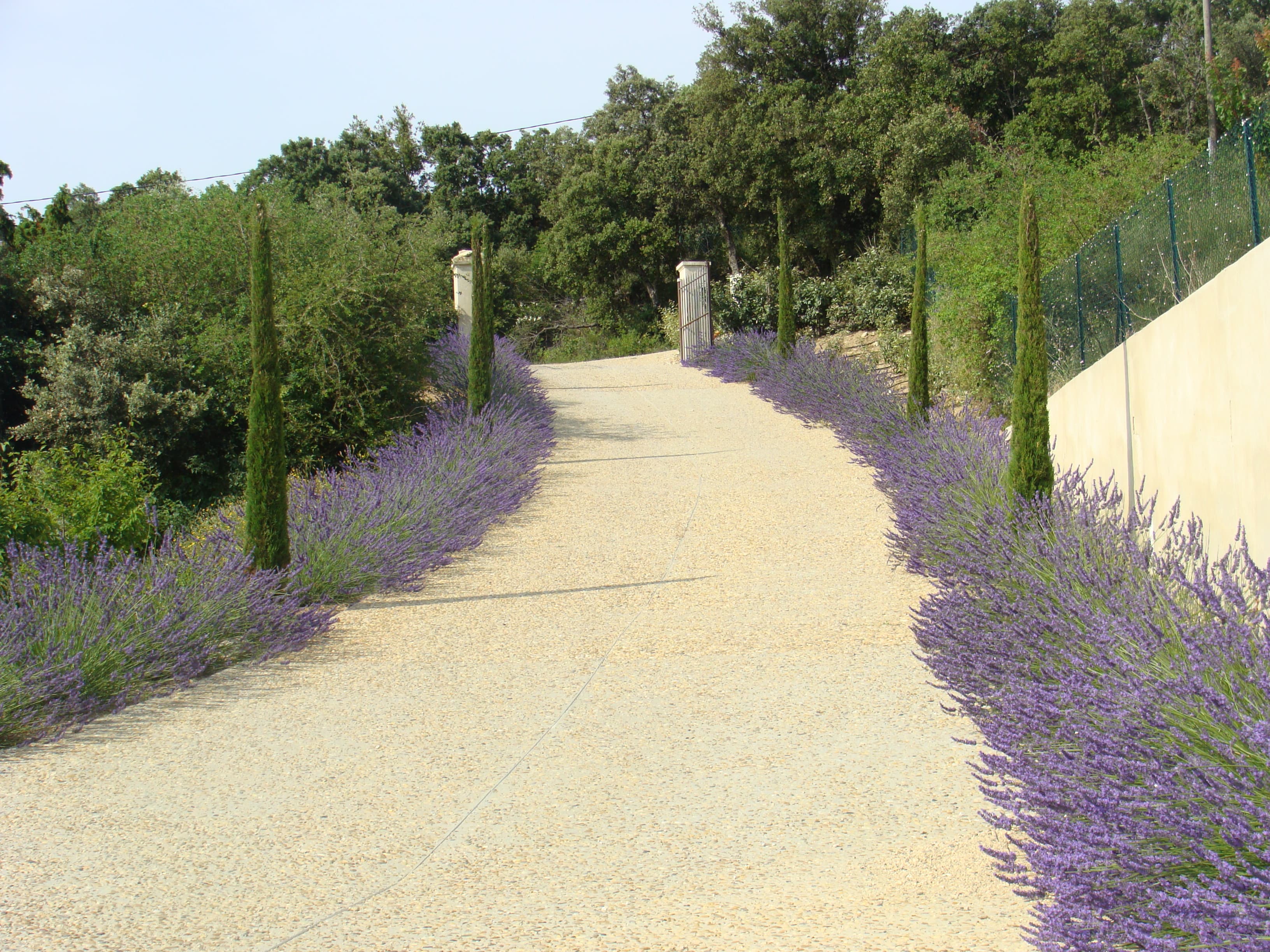 Allée provençale bordée de lavandes et cyprès