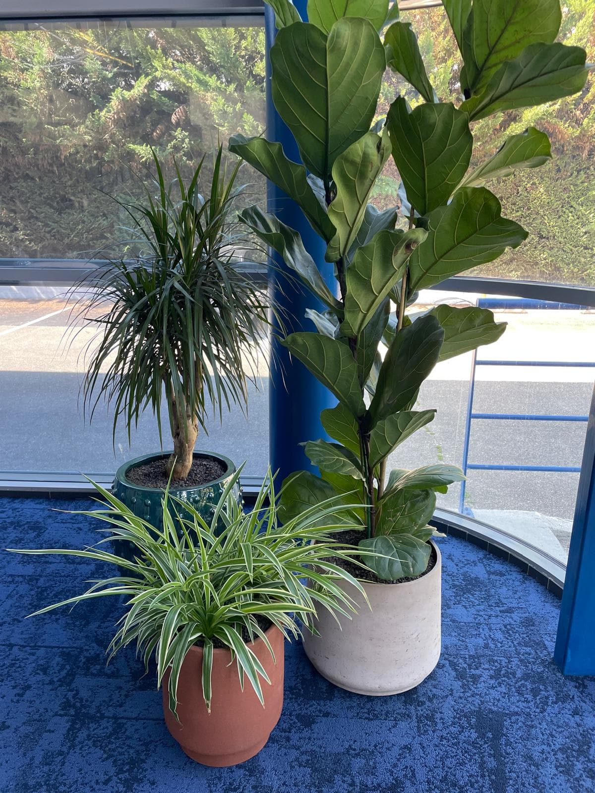 Plantes d'intérieur : dracaena marginata, ficus lyrata, chlorophytum