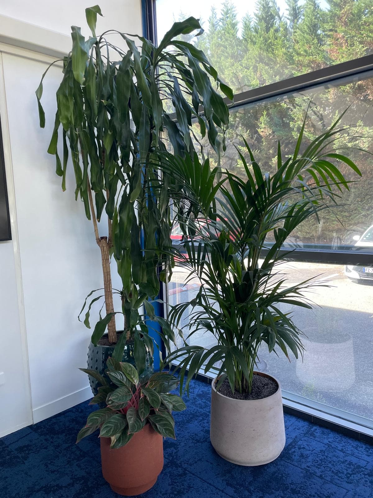 Plantes d'intérieur : dracaena, palmier kentia, aglaonema